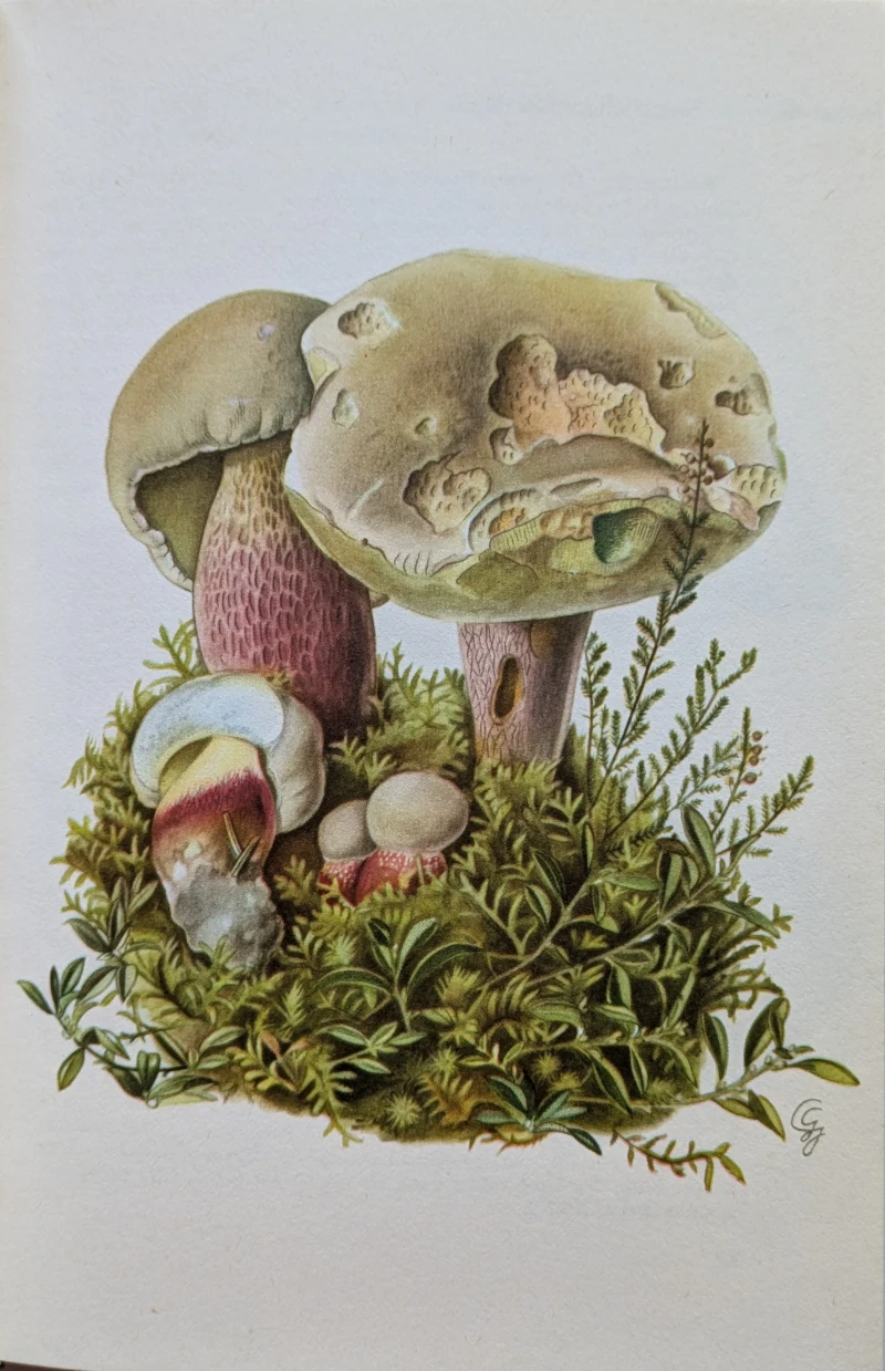 Pilze Mitteleuropas