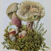 Pilze Mitteleuropas
