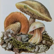 Pilze Mitteleuropas