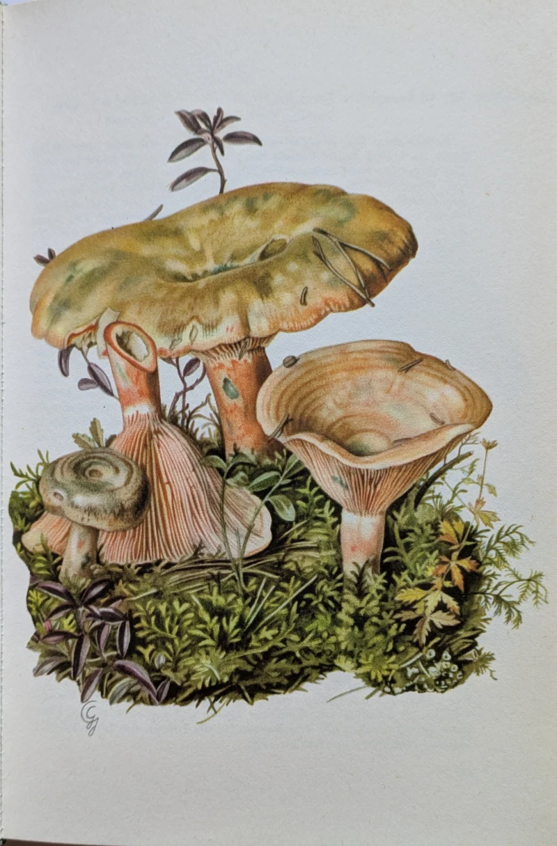 Pilze Mitteleuropas