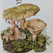 Pilze Mitteleuropas