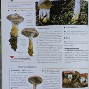 Der große Pilz-Atlas
