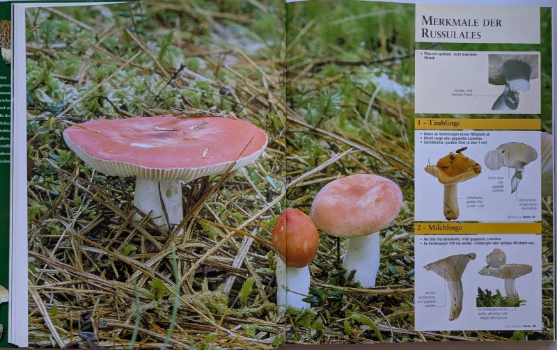 Der große Pilz-Atlas