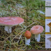 Der große Pilz-Atlas