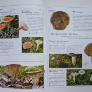 Der große Pilz-Atlas