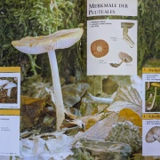 Der große Pilz-Atlas