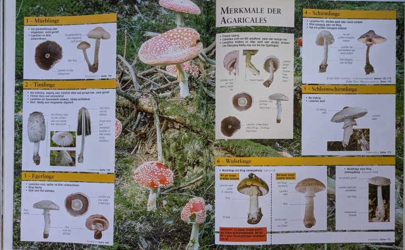 Der große Pilz-Atlas