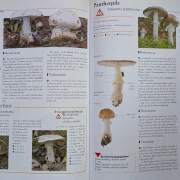 Der große Pilz-Atlas