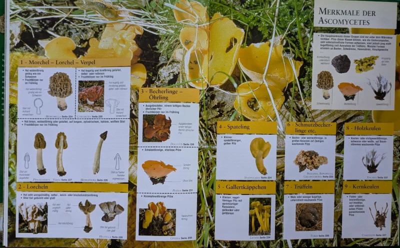 Der große Pilz-Atlas
