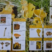 Der große Pilz-Atlas