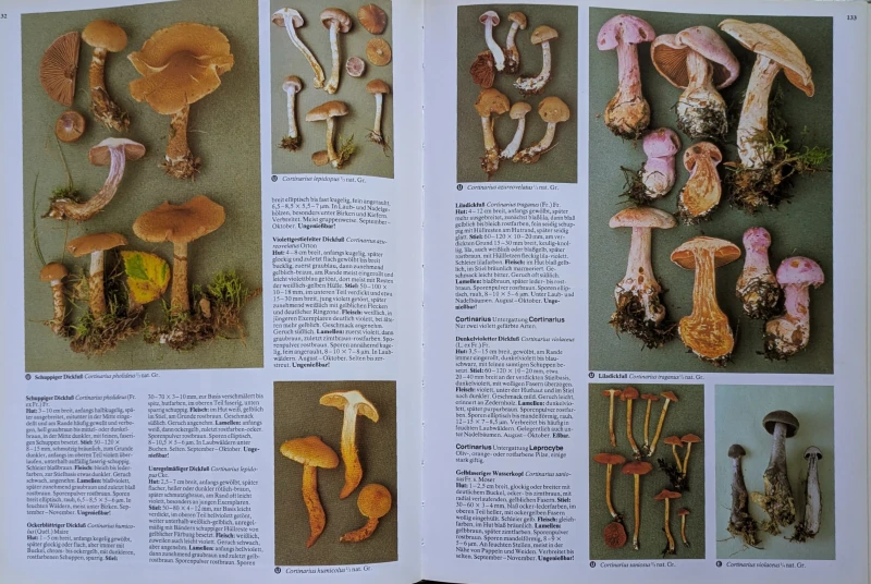 Der Kosmos Pilzatlas
