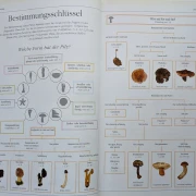 Der neue BLV Pilzatlas