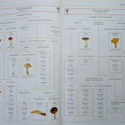 Der neue BLV Pilzatlas