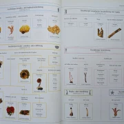 Der neue BLV Pilzatlas