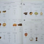 Der neue BLV Pilzatlas