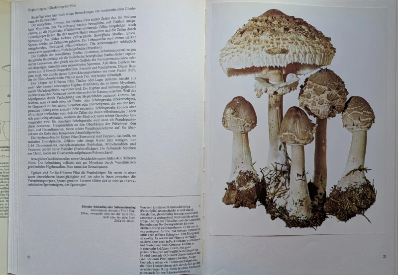 Pilze Band 1+2, Rarität