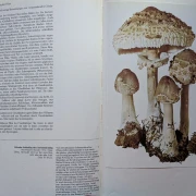 Pilze Band 1+2, Rarität