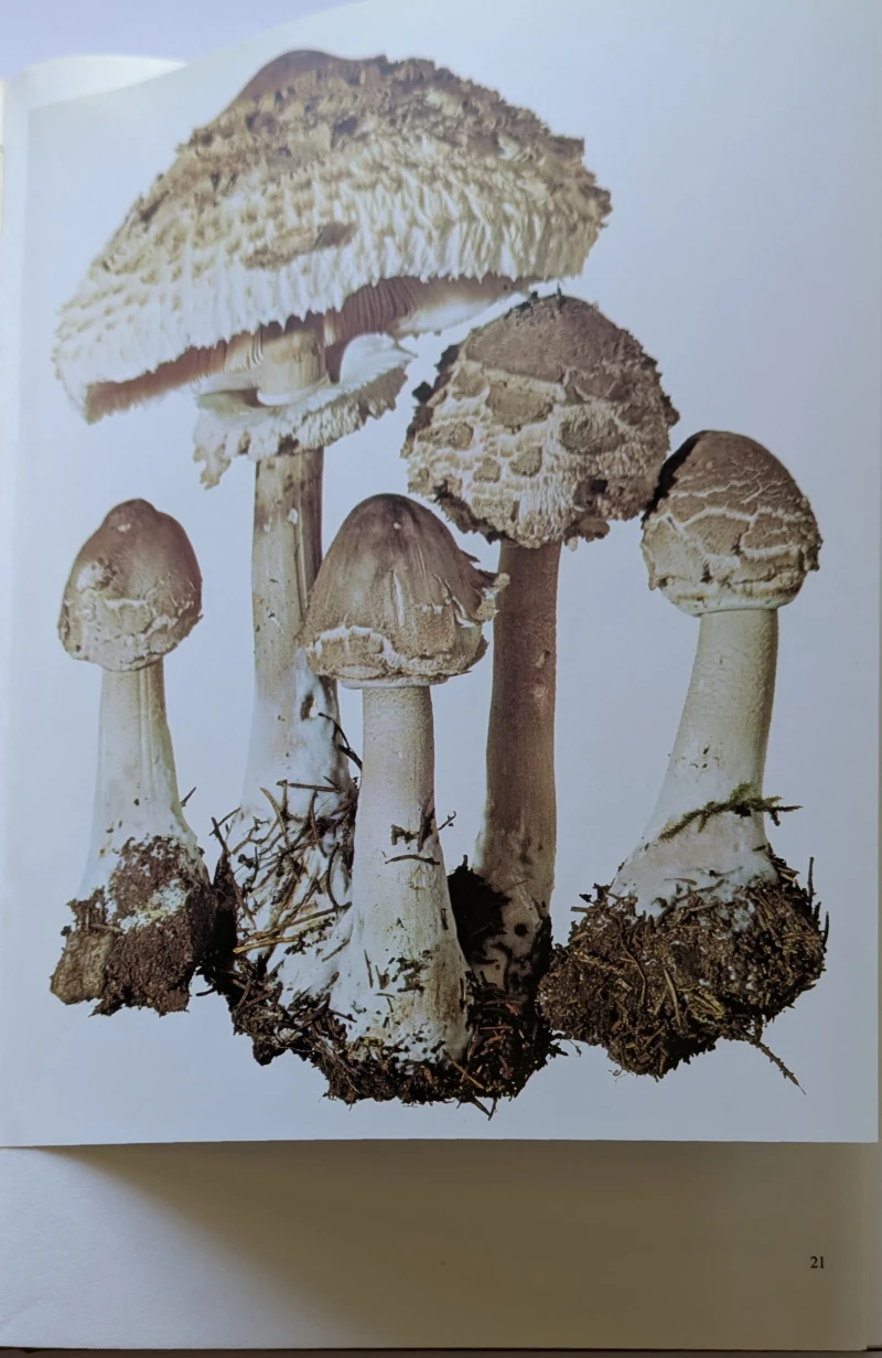 Pilze Band 1+2, Rarität