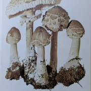 Pilze Band 1+2, Rarität