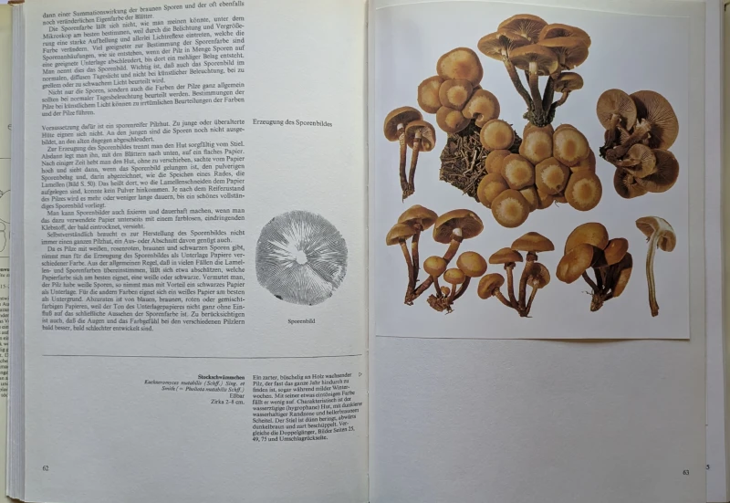 Pilze Band 1+2, Rarität