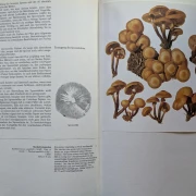 Pilze Band 1+2, Rarität