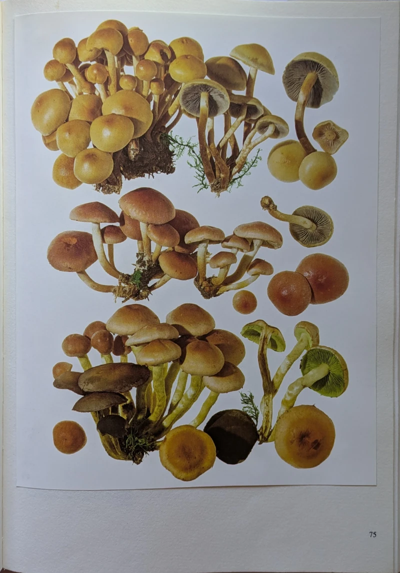 Pilze Band 1+2, Rarität