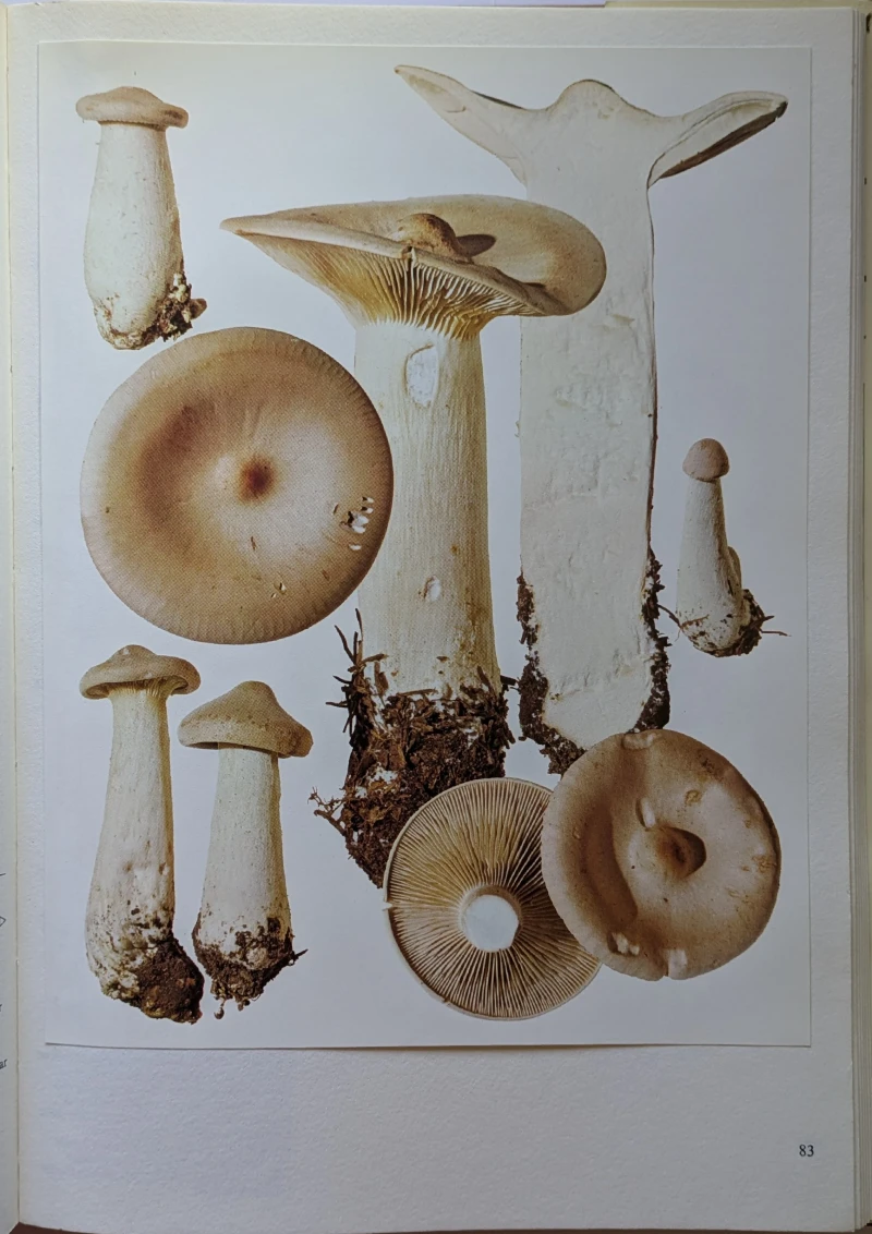 Pilze Band 1+2, Rarität