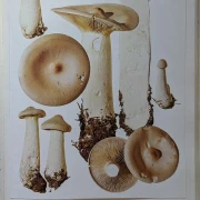 Pilze Band 1+2, Rarität