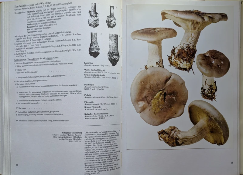 Pilze Band 1+2, Rarität