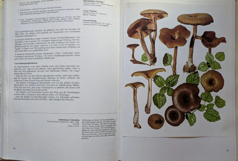 Pilze Band 1+2, Rarität