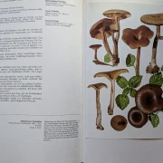 Pilze Band 1+2, Rarität