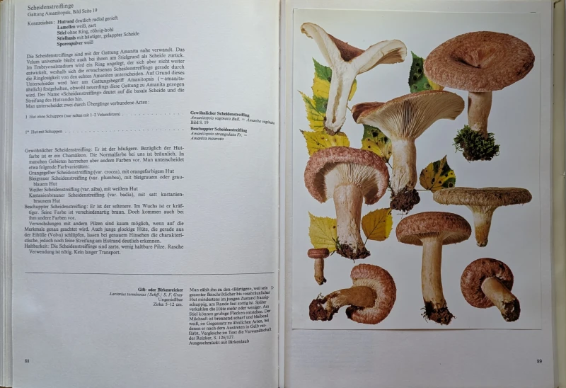 Pilze Band 1+2, Rarität