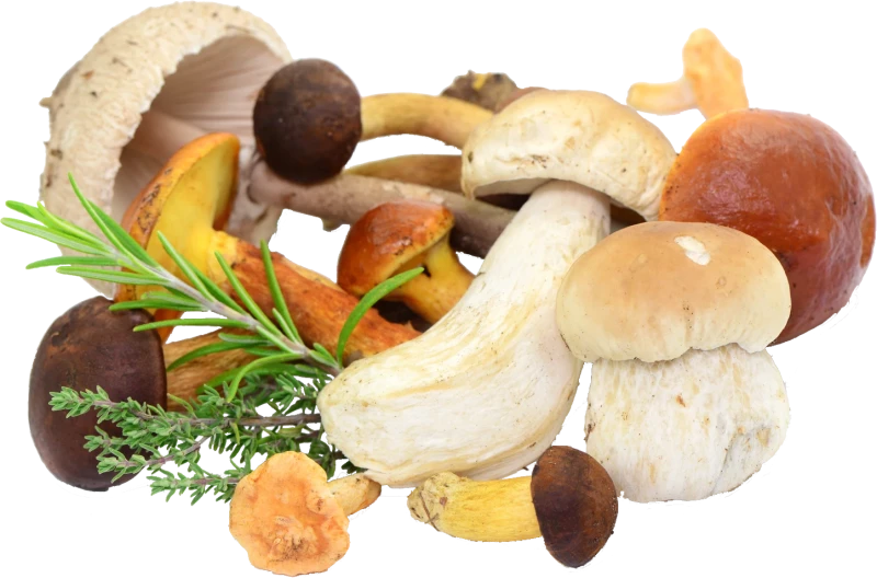 Parasol, Maronen, Pfifferlinge, Steinpilz, Goldröhrling, Rotkappe