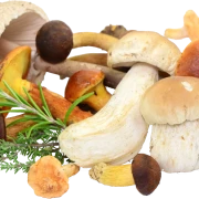 Parasol, Maronen, Pfifferlinge, Steinpilz, Goldröhrling, Rotkappe