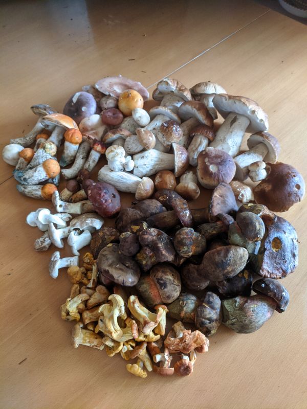 Gemischte Pilze