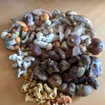 Gemischte Pilze