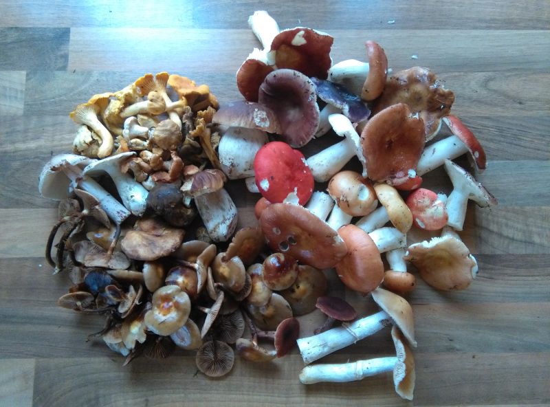 Gemischte Pilze