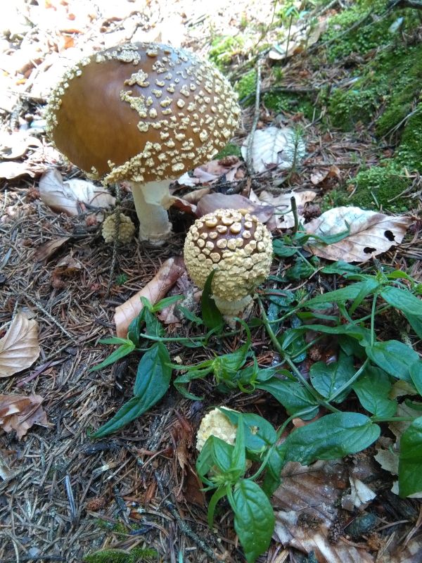 Ku00f6nigs-Fliegenpilz