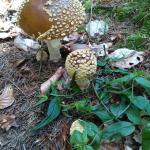 Ku00f6nigs-Fliegenpilz