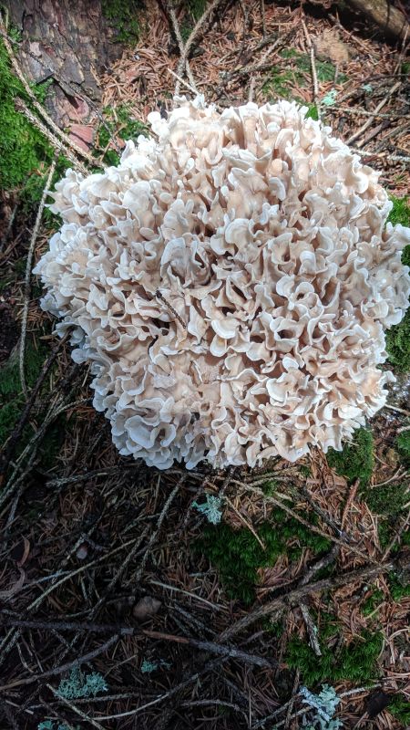 Breitblu00e4ttrige Glucke