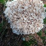 Breitblu00e4ttrige Glucke