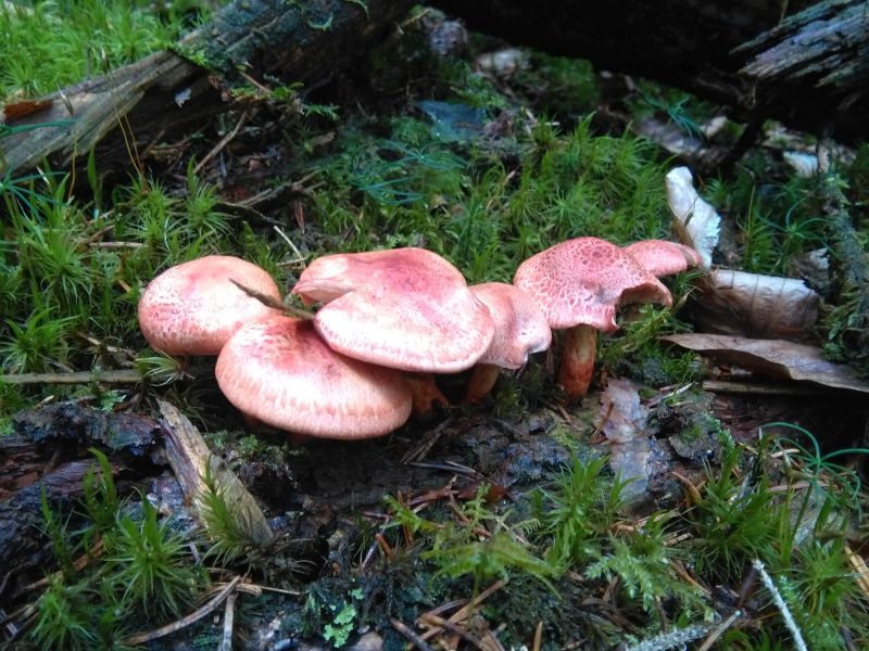 Rotschuppiger Raukopf