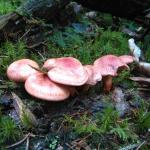 Rotschuppiger Raukopf