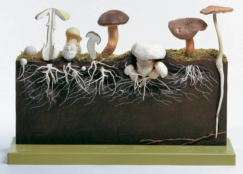 Somso - Entwicklung von Hutpilzen