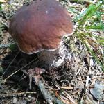Steinpilz