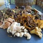Gemischte Pilze