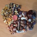 Gemischte Pilze