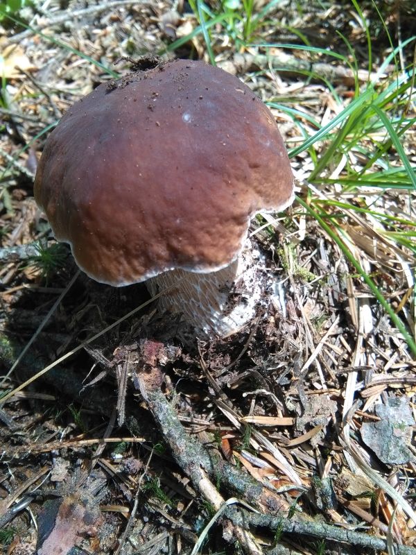 Steinpilz