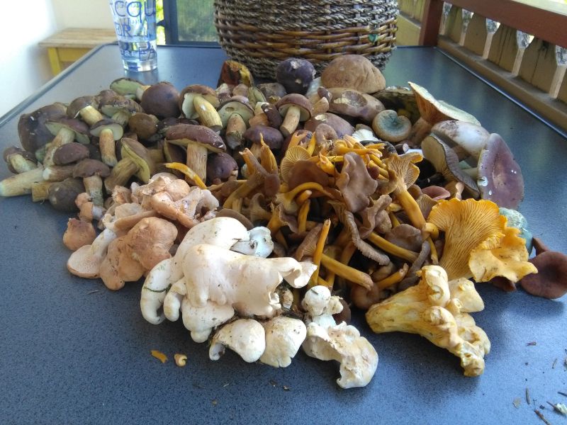 Gemischte Pilze