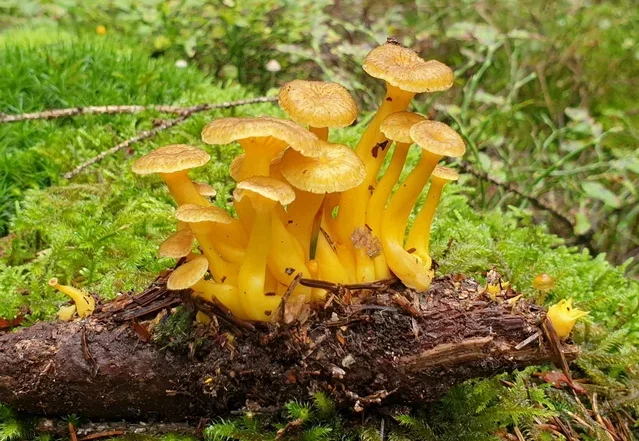 Trompetenpfifferlinge